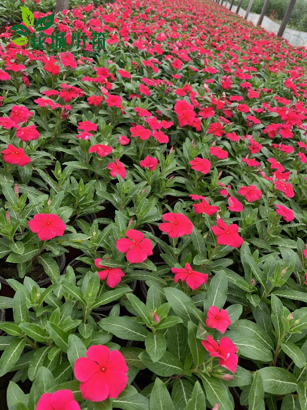 長春花（天天開）
