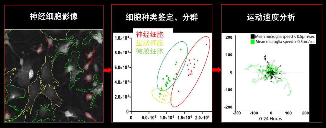 1、無標記神經(jīng)細胞共培養(yǎng).png
