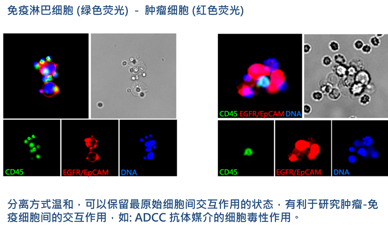 2、腫瘤-免疫細(xì)胞交互作用研究.png
