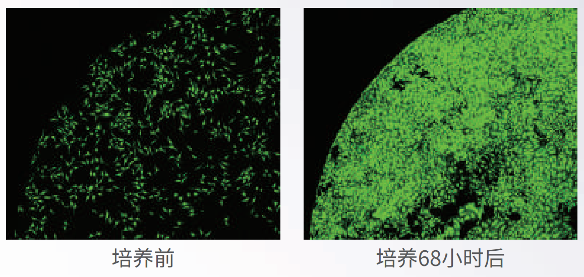 應用1：長時間活細胞成像.png