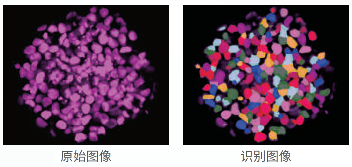 應用3：類器官、球體成像.png