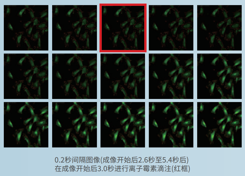 應用2：離子霉素濃度依賴性鈣反應.png