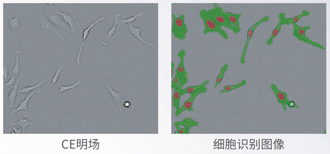 應用4：無標記成像.png